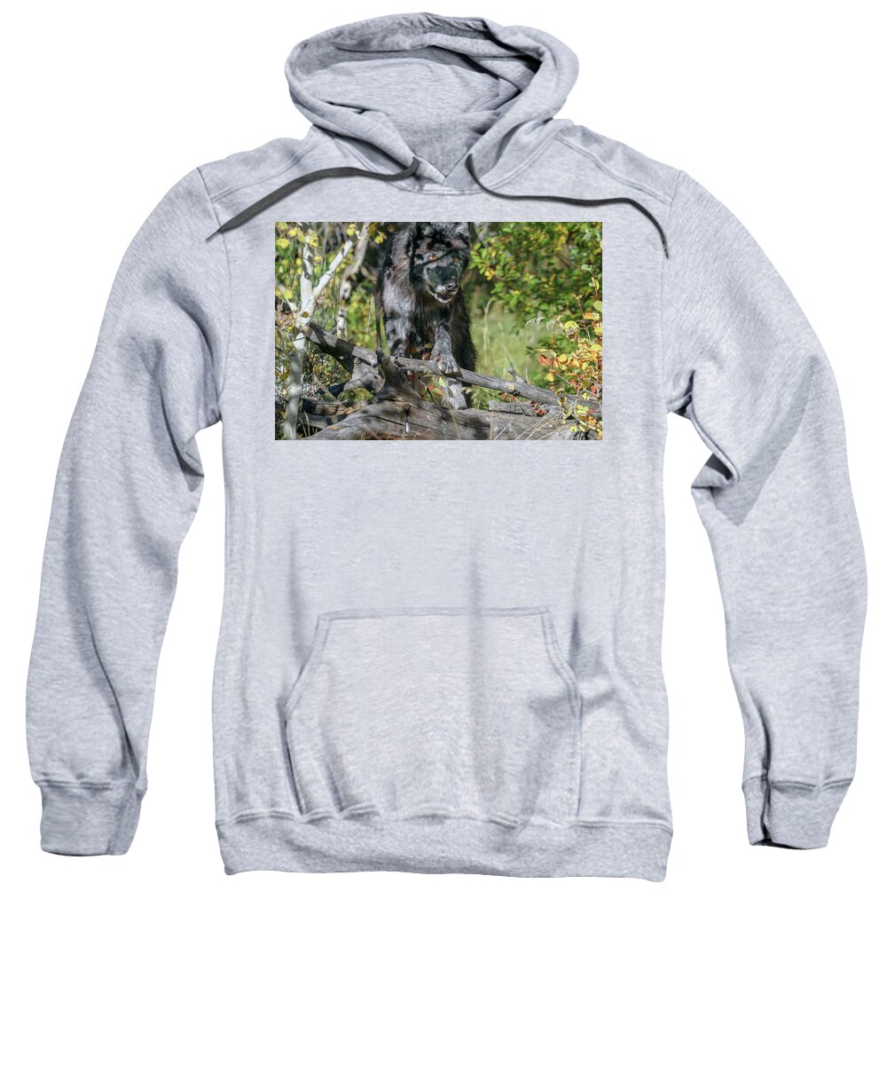 Wolf Sweatshirt featuring the photograph Hiding in Shadows by Ronnie And Frances Howard