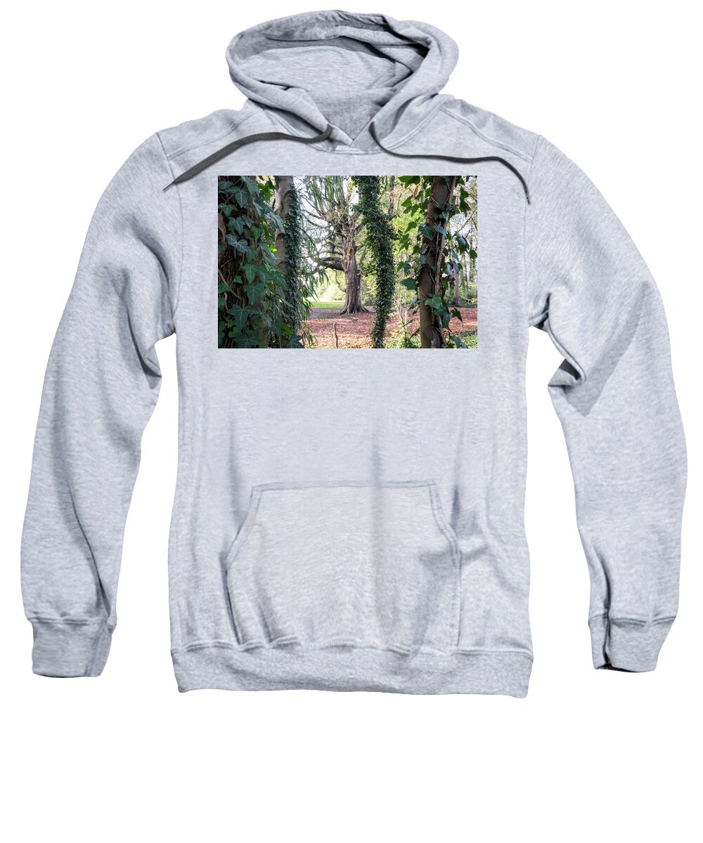 Big Tree Sweatshirt featuring the photograph Into The Woods by Inge Elewaut
