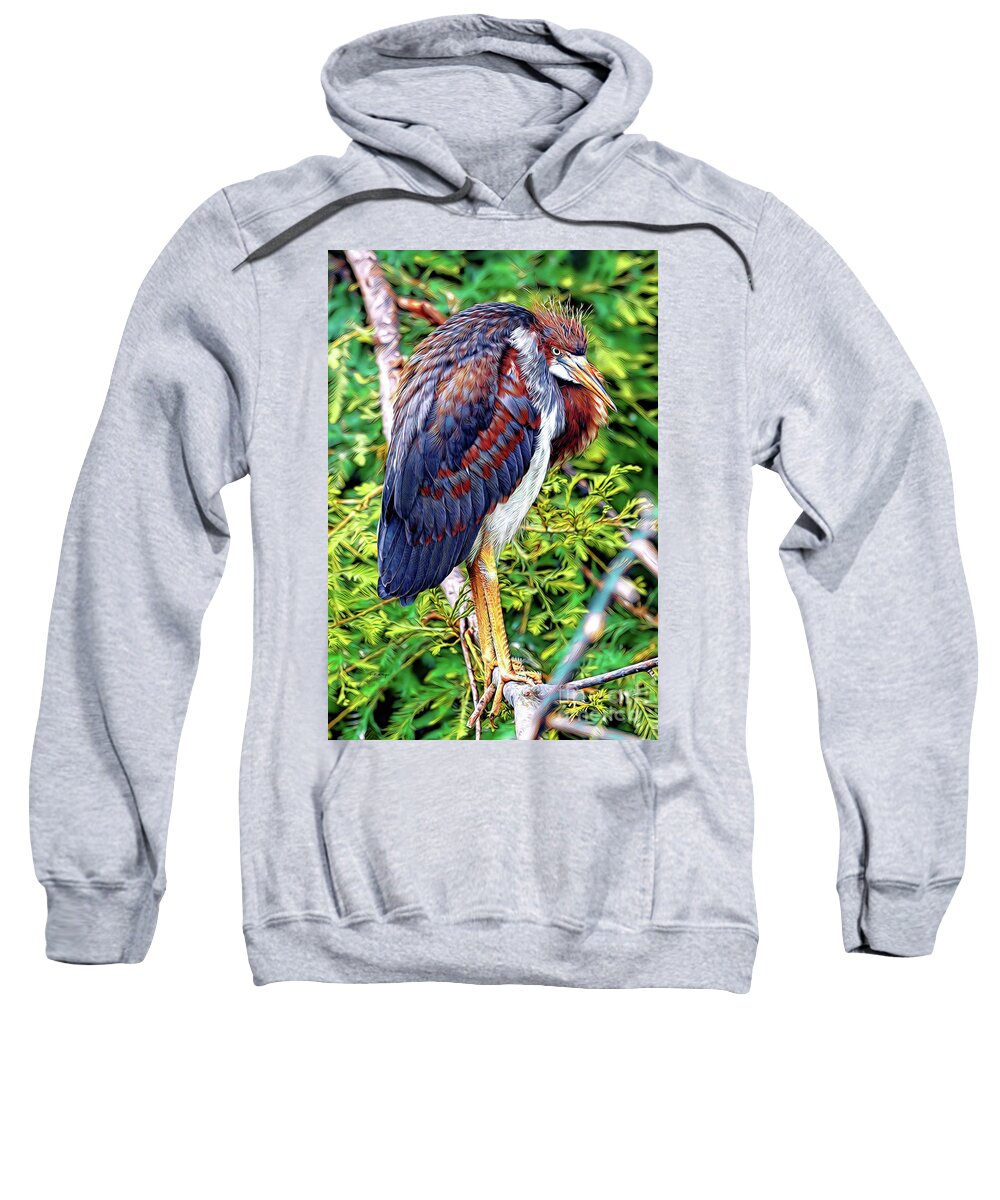 Herons Sweatshirt featuring the mixed media Juvenile Tricolored Heron Art by DB Hayes