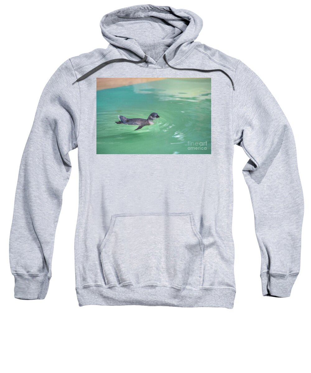 Penguin Sweatshirt featuring the photograph Little Penguin swimming by Benny Marty