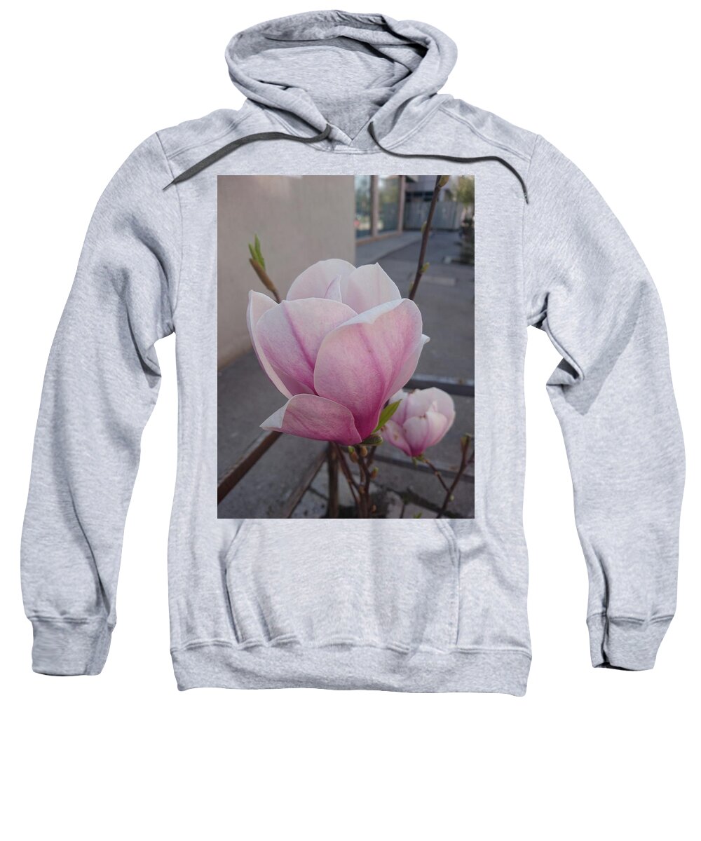  Sweatshirt featuring the photograph Magnolia by Anzhelina Georgieva