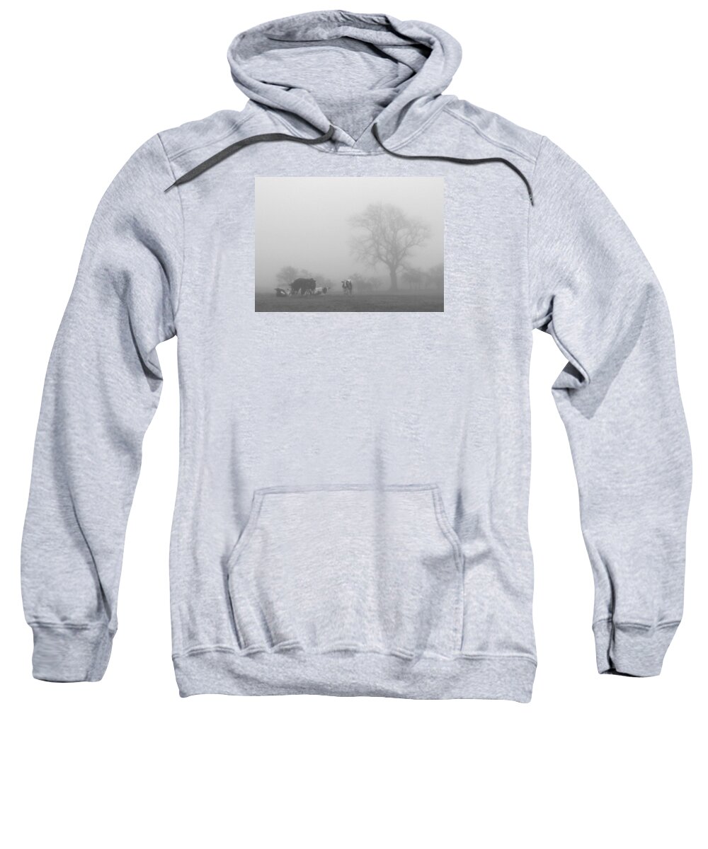Cows Sweatshirt featuring the photograph Misty morning cows by Justin Farrimond