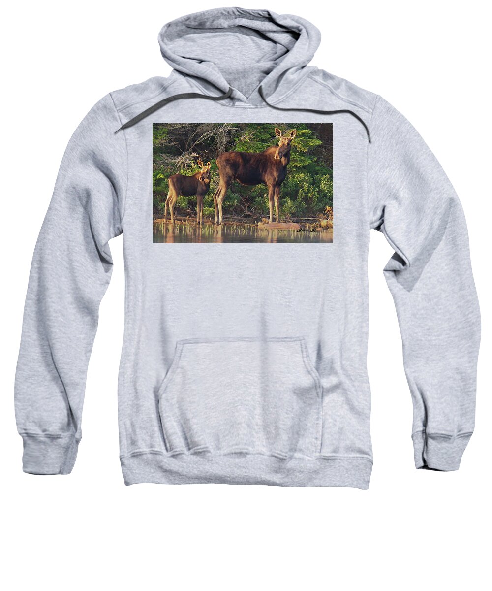 Moose Sweatshirt featuring the photograph Mother and Child by Bearj B Photo Art