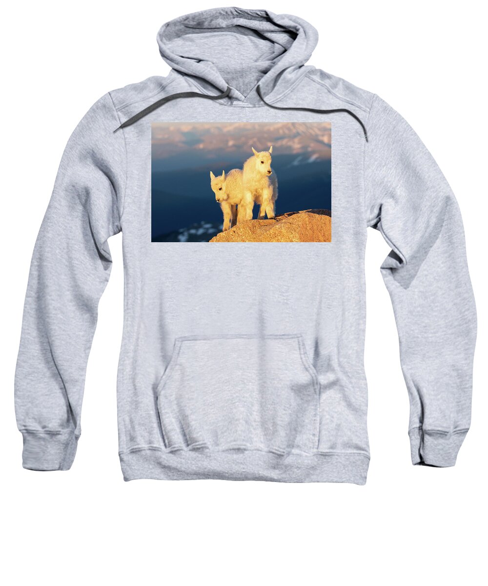 Mountain Goat Sweatshirt featuring the photograph Mountain Goat Kids Pose in the Early Morning Sun by Tony Hake