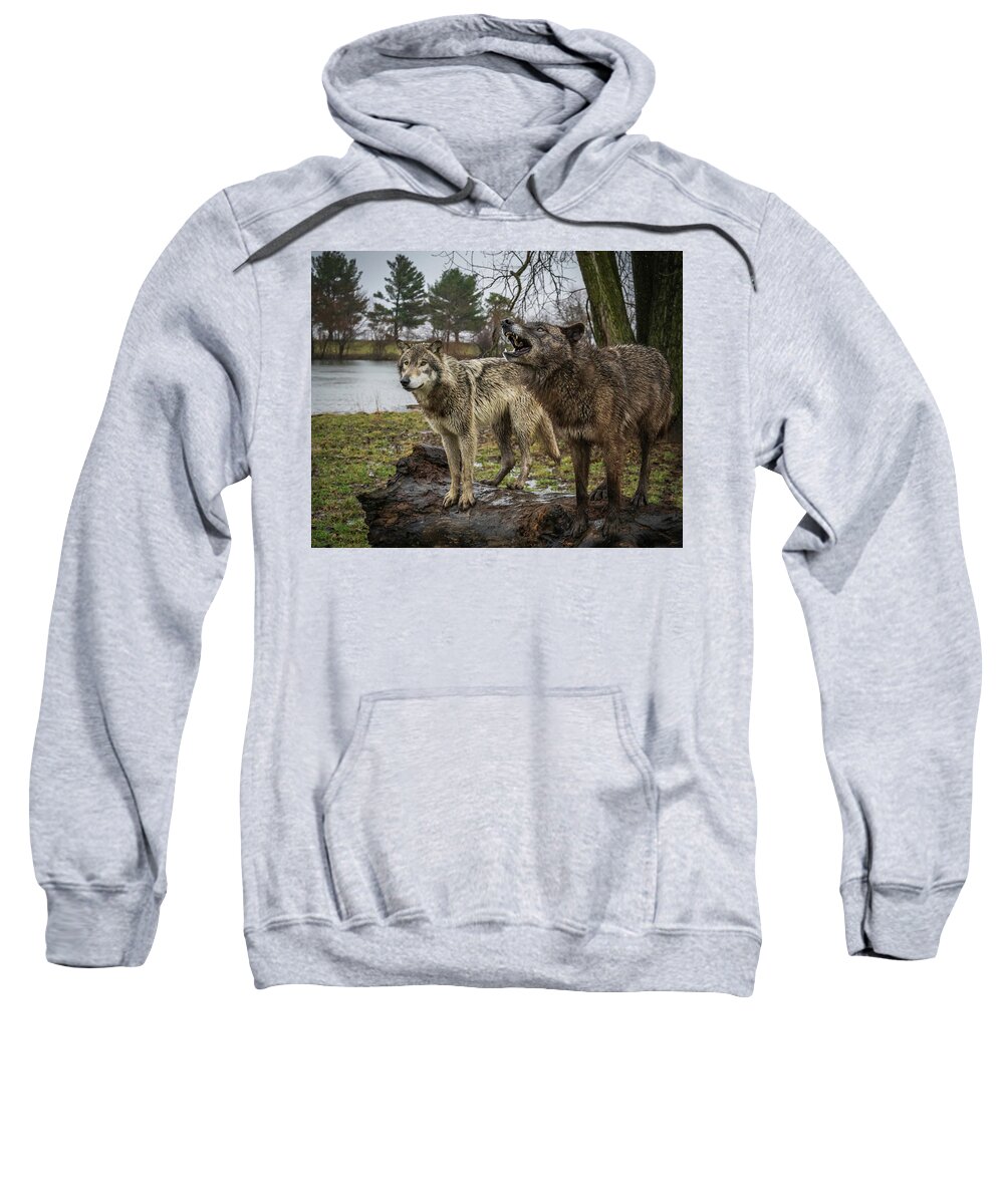 Black Wolf Wolves Sweatshirt featuring the photograph Noisy Wolf by Laura Hedien