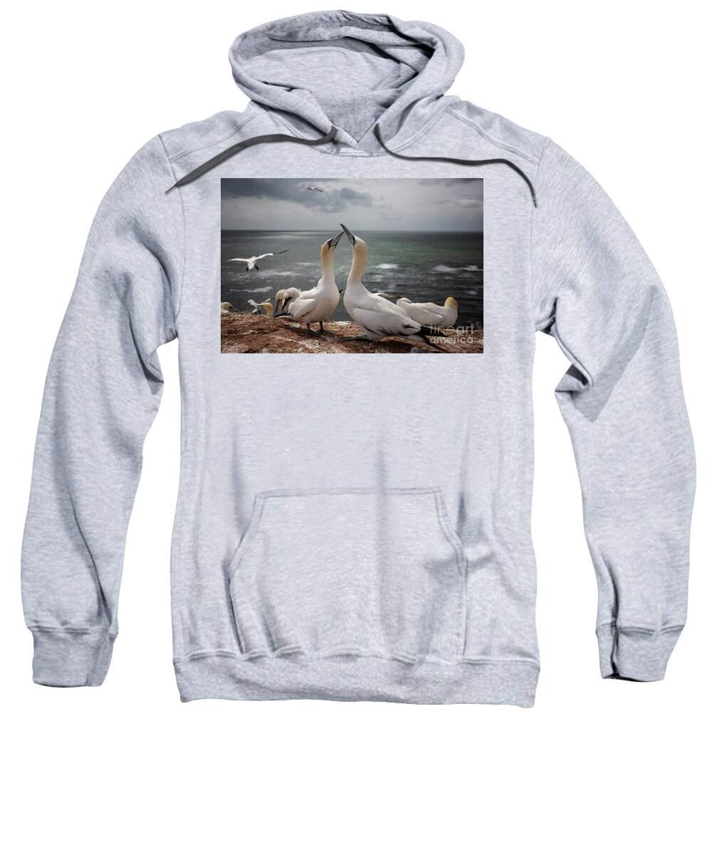 Northern Gannets Sweatshirt featuring the photograph Northern Gannets'Greeting by Eva Lechner