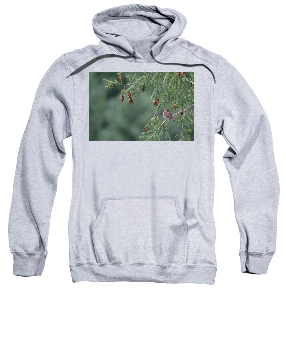Northern Pygmy-owl Sweatshirt featuring the photograph Northern Pygmy Owl by Randy Hall