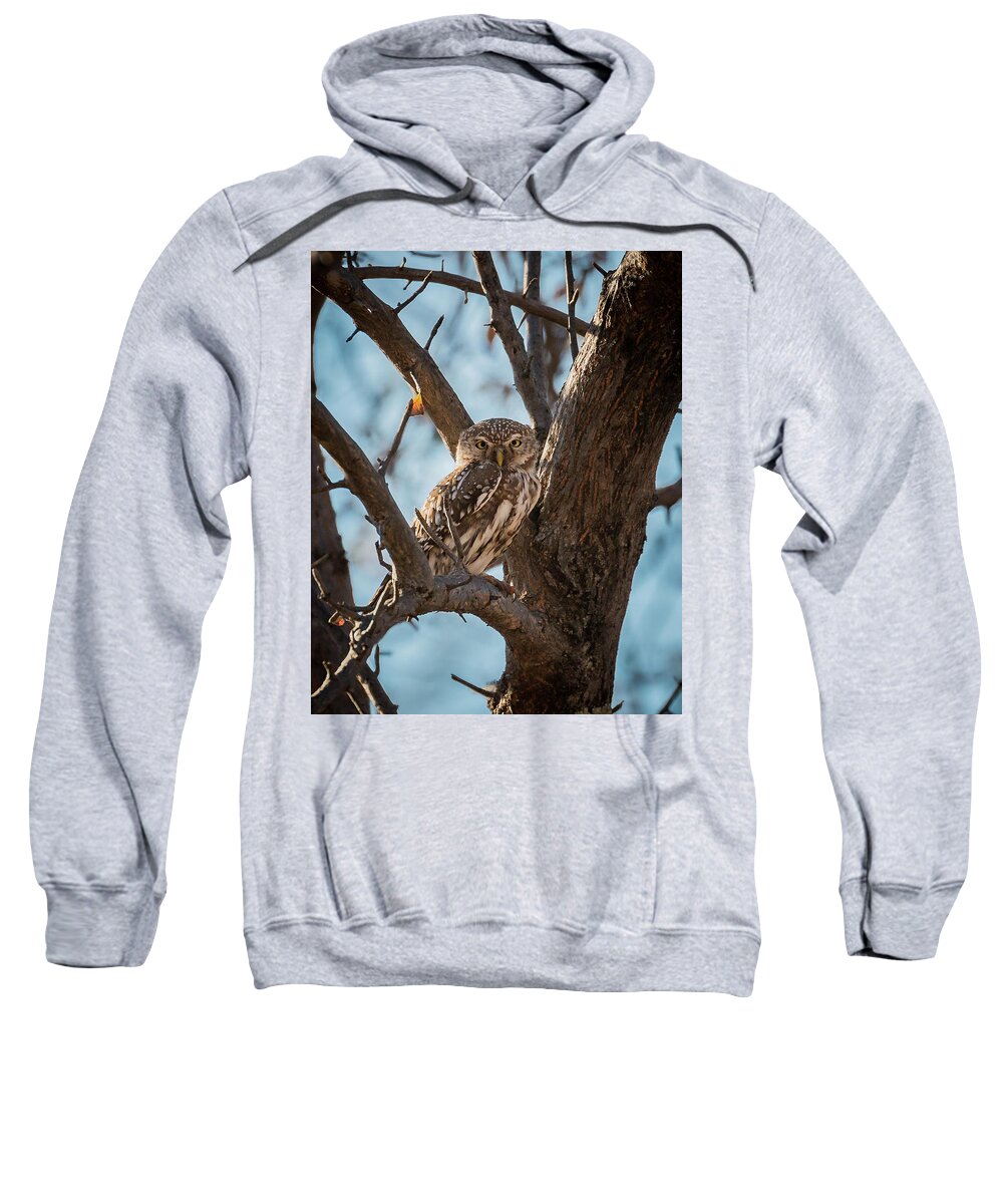 Pearl-spotted Sweatshirt featuring the photograph Pearl-spotted Owlet by Claudio Maioli
