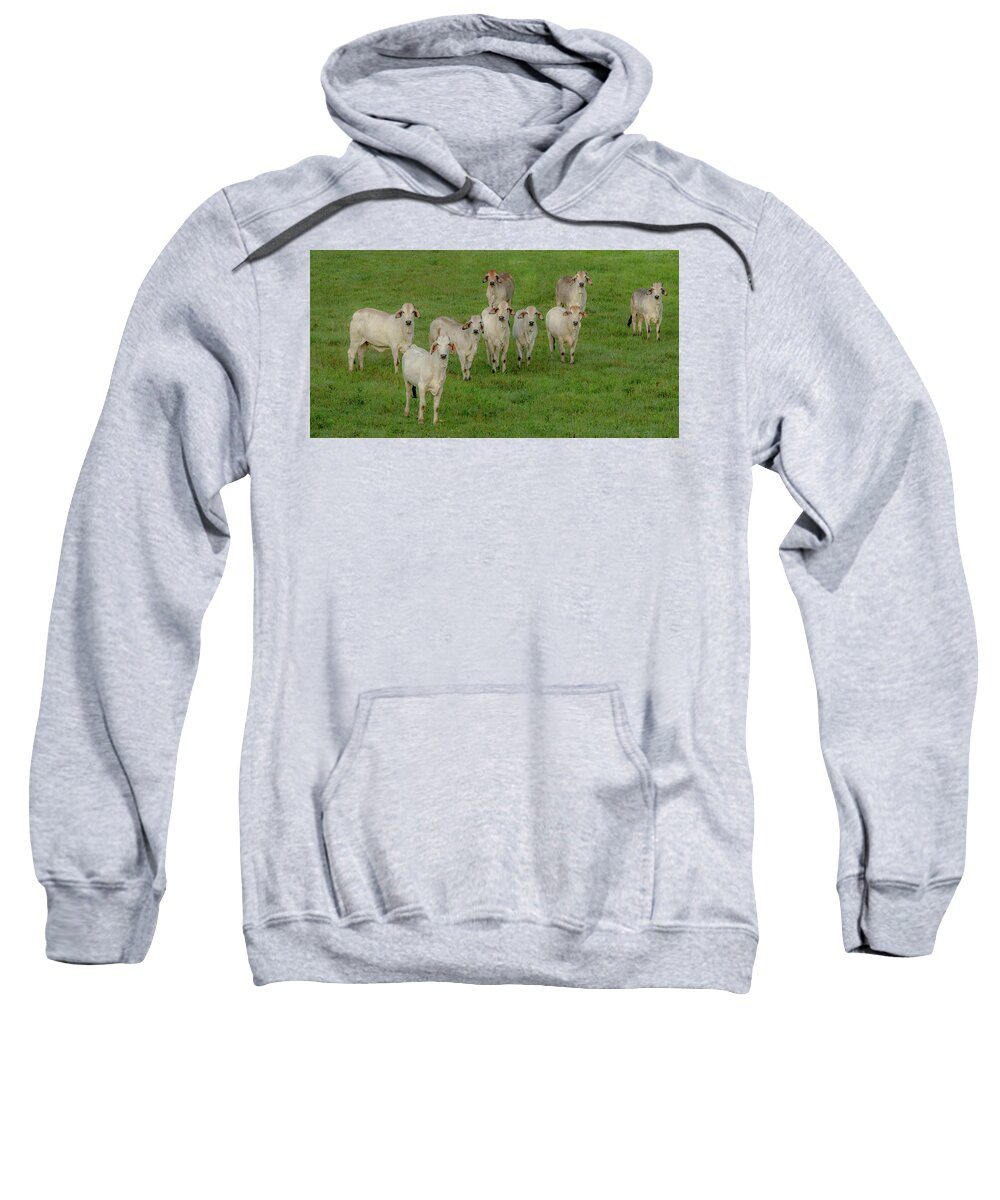 Tennessee Sweatshirt featuring the photograph Please Tell Me You Brought Breakfast, Soft Color by Marcy Wielfaert