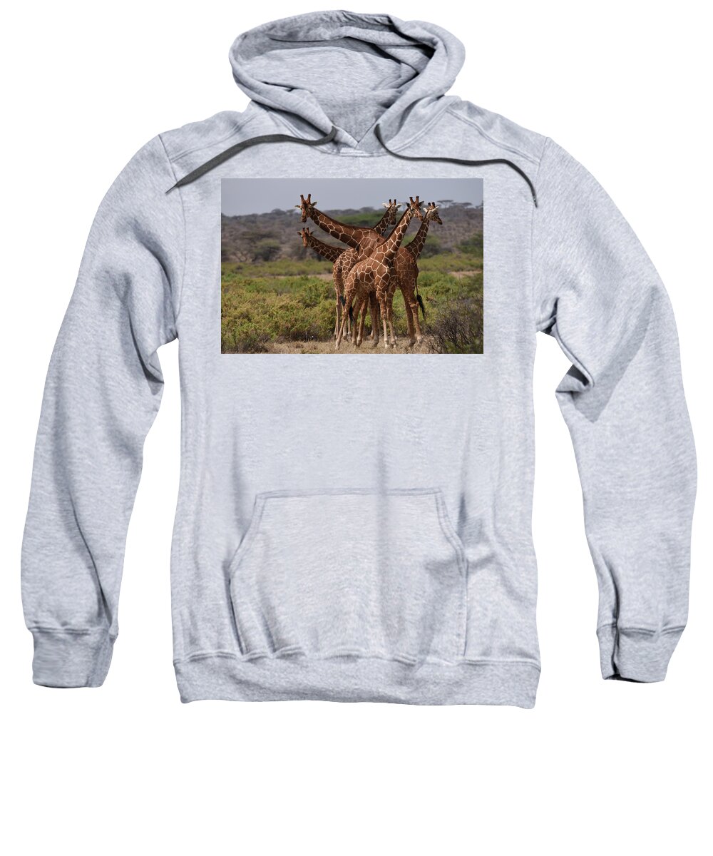 Africa Sweatshirt featuring the photograph Reticulated Giraffes Samburu by Steve Somerville