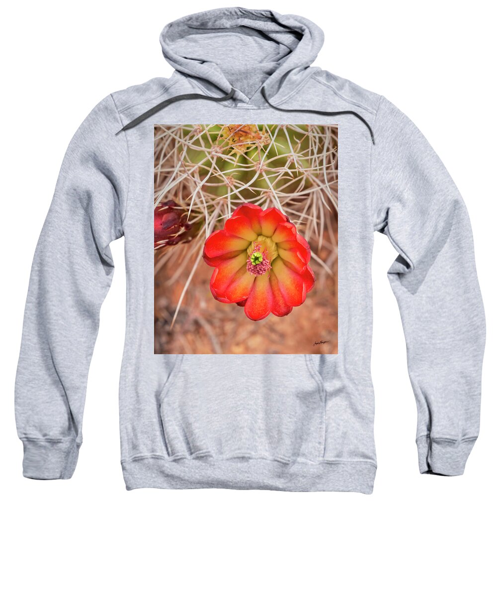 Echinocereus Coccineus Sweatshirt featuring the photograph Scarlet Hedgehog by Jurgen Lorenzen