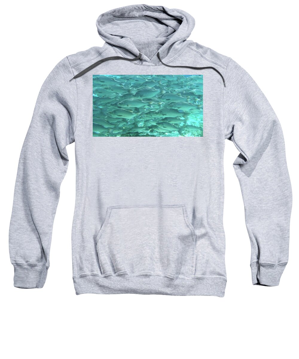 School Sweatshirt featuring the photograph School of Fish, Natural Spring by Philip And Robbie Bracco