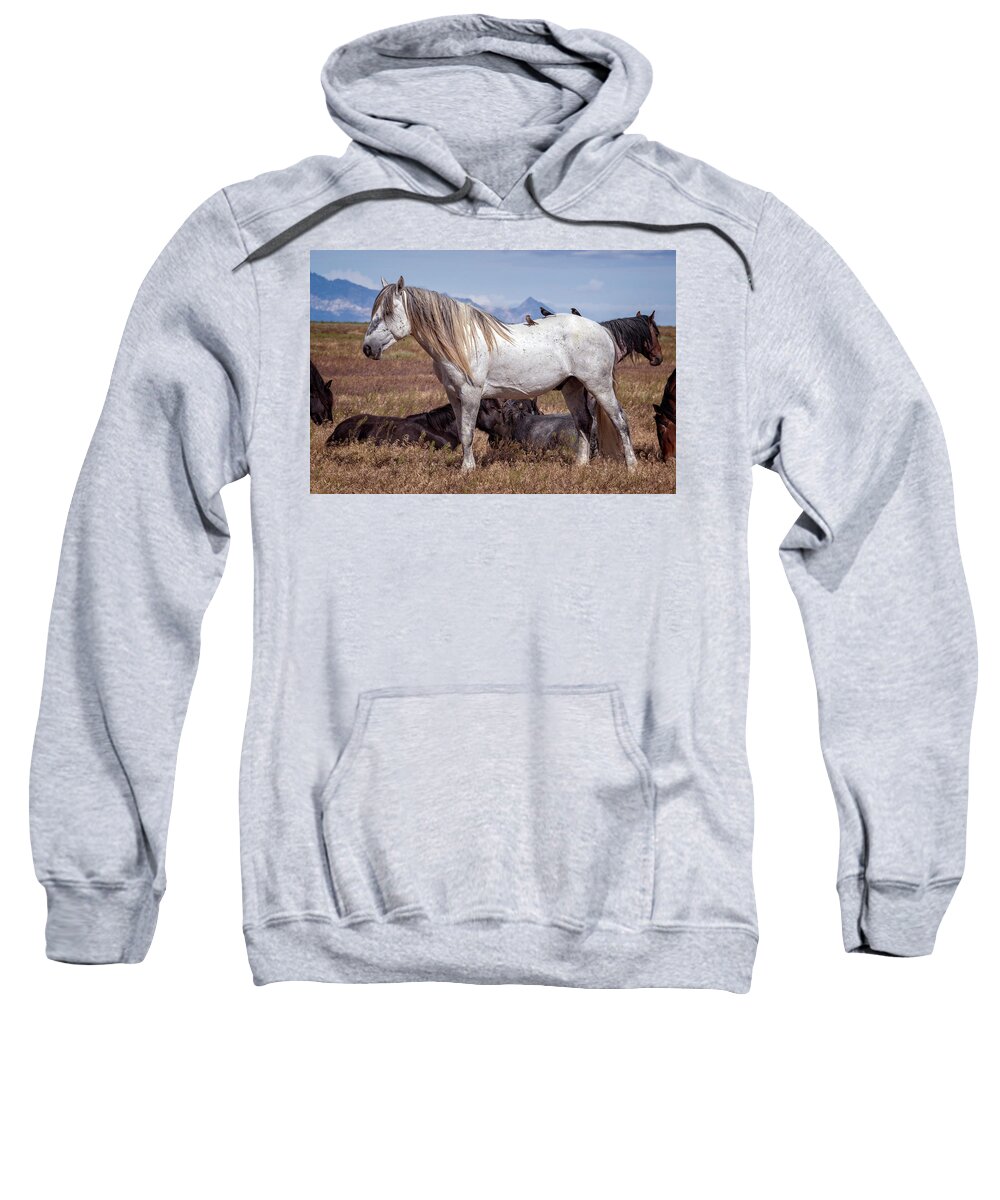 Wild Horse Sweatshirt featuring the photograph Siesta Time by Jeanette Mahoney