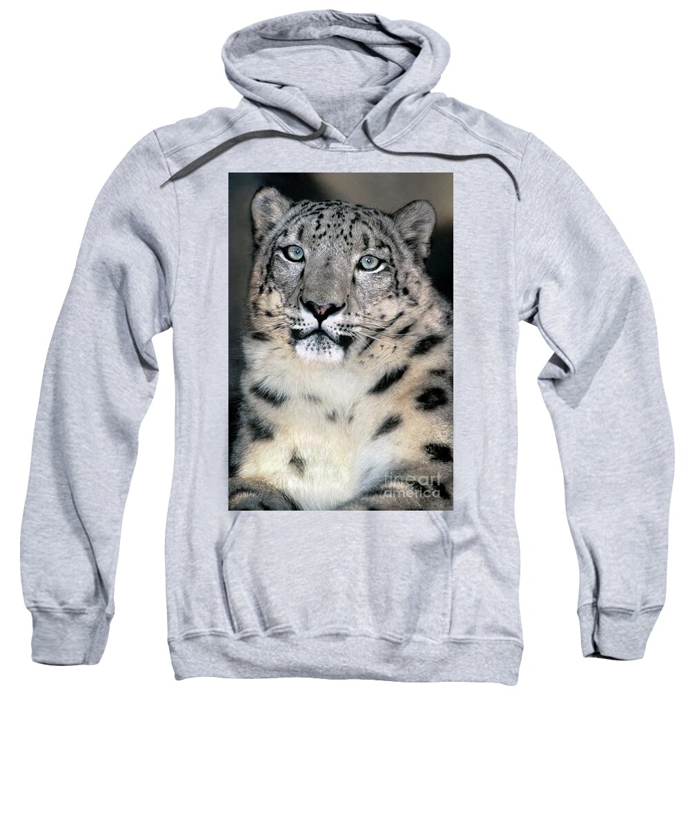 Snow Leopard Sweatshirt featuring the photograph Snow Leopard Portrait Endangered Species Wildlife Rescue by Dave Welling