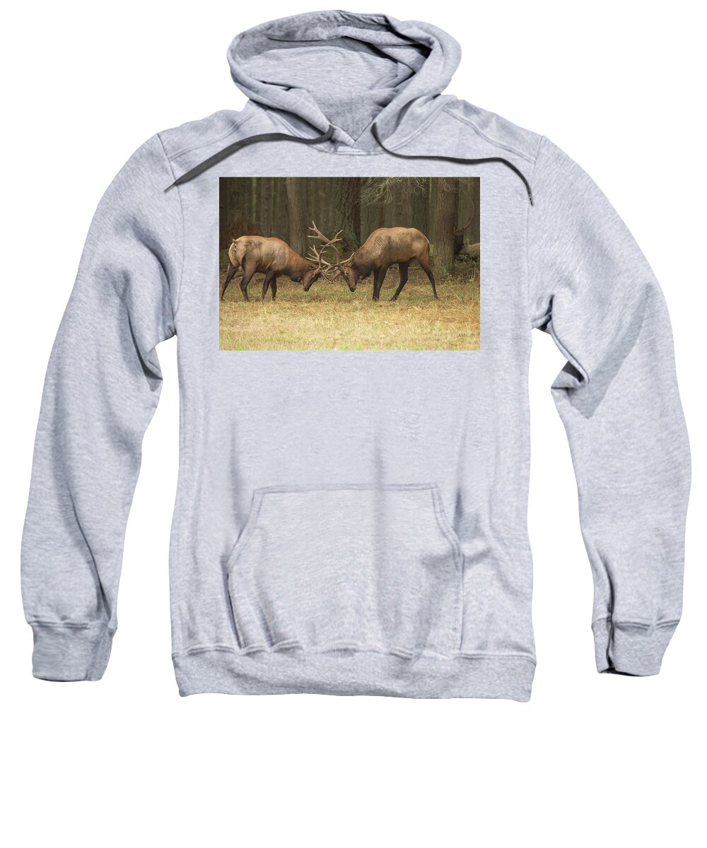 Wildlife Sweatshirt featuring the photograph Sparring by Bob Cournoyer