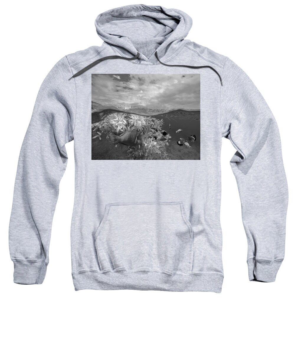 Disk1215 Sweatshirt featuring the photograph Split View Of Reef Fish by Tim Fitzharris