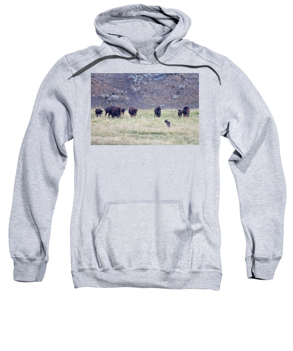 On August 31st 2012 Sweatshirt featuring the photograph The Naming of Spitfire by Eilish Palmer