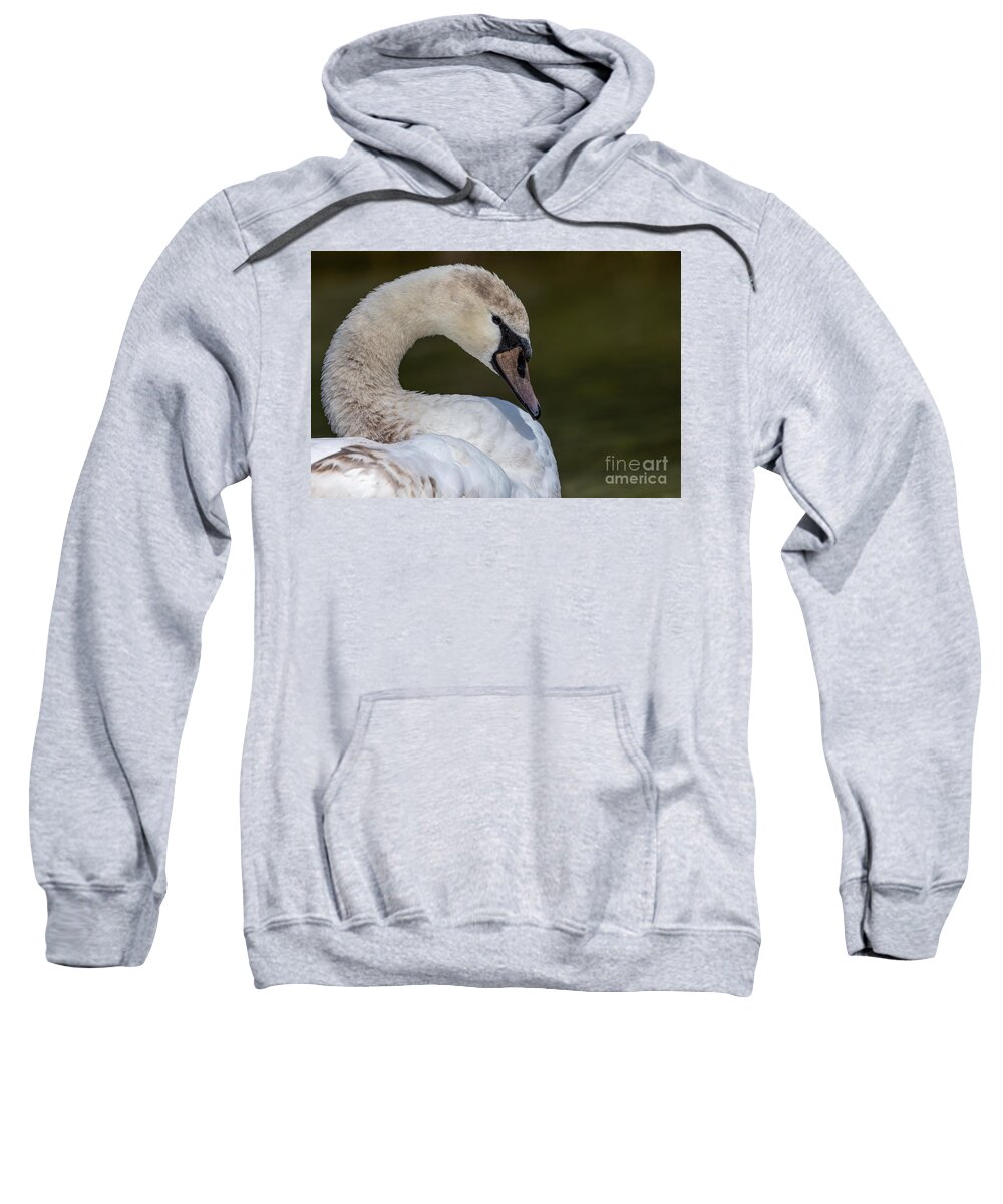 Photography Sweatshirt featuring the photograph The Young and the Beautiful Swan by Alma Danison