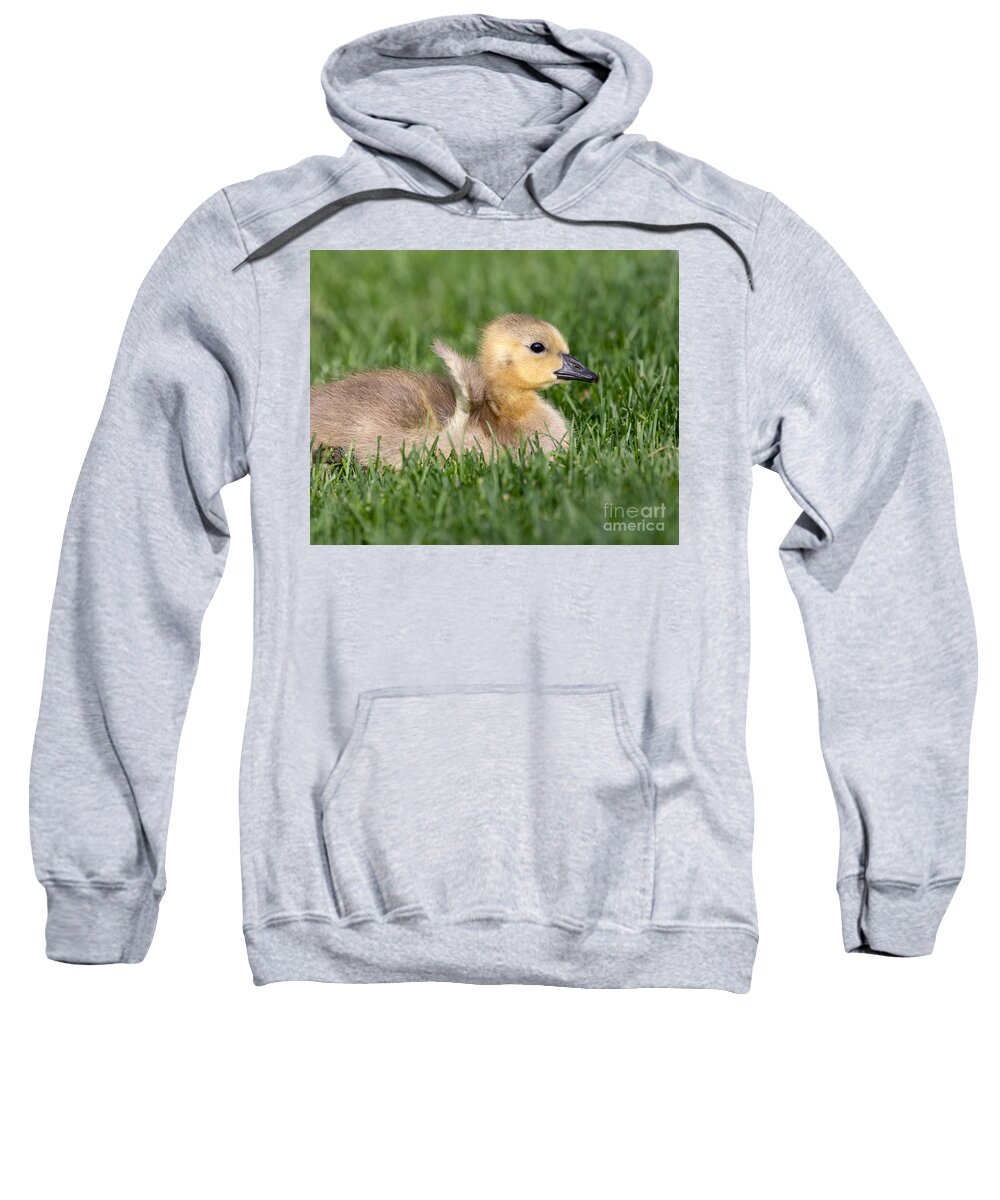 Photography Sweatshirt featuring the photograph Tiny Wings by Alma Danison