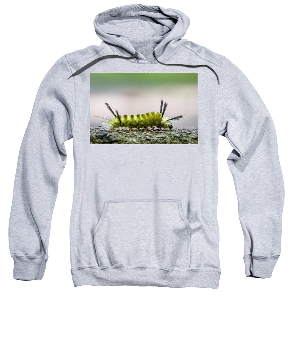 Caterpillar Sweatshirt featuring the photograph Underfoot by Terri Hart-Ellis