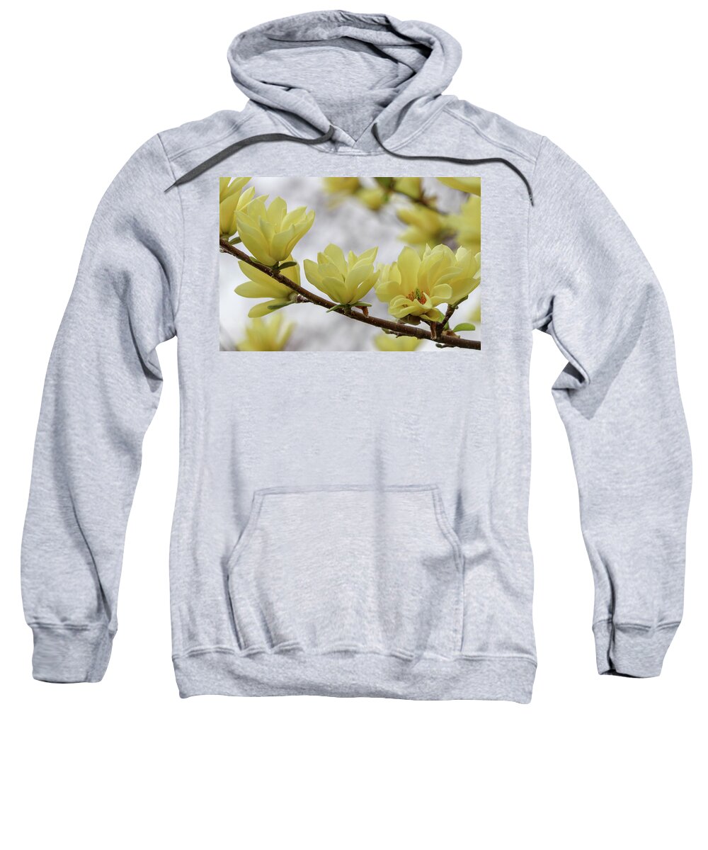 Dogwood Sweatshirt featuring the photograph Yellow Dogwood Bloom by Mary Anne Delgado