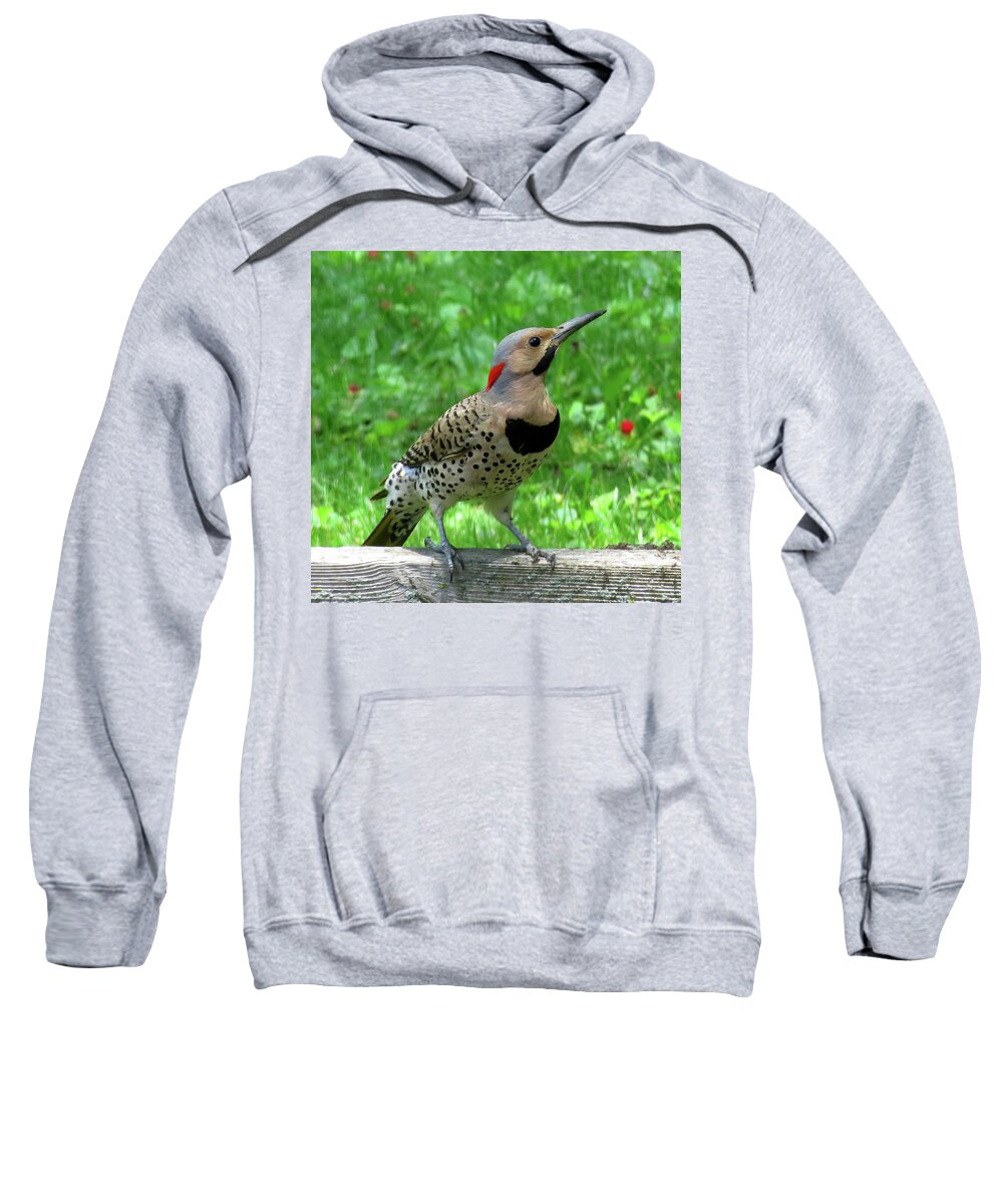 Woodpeckers Sweatshirt featuring the photograph Yellow-shafted Northern Flicker by Linda Stern