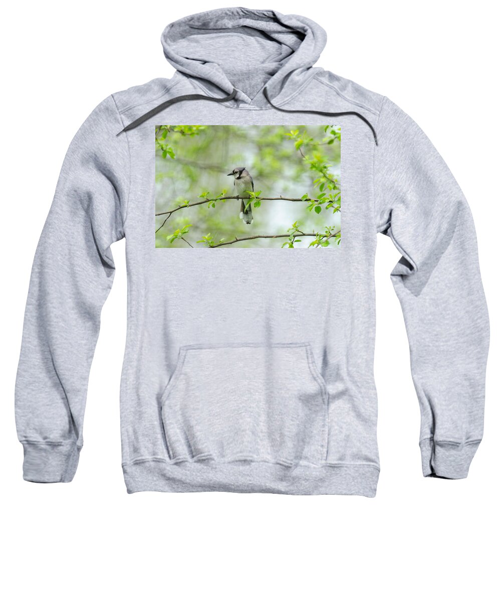 Bluejay Sweatshirt featuring the photograph Young Jay Thinking by Kristin Hatt