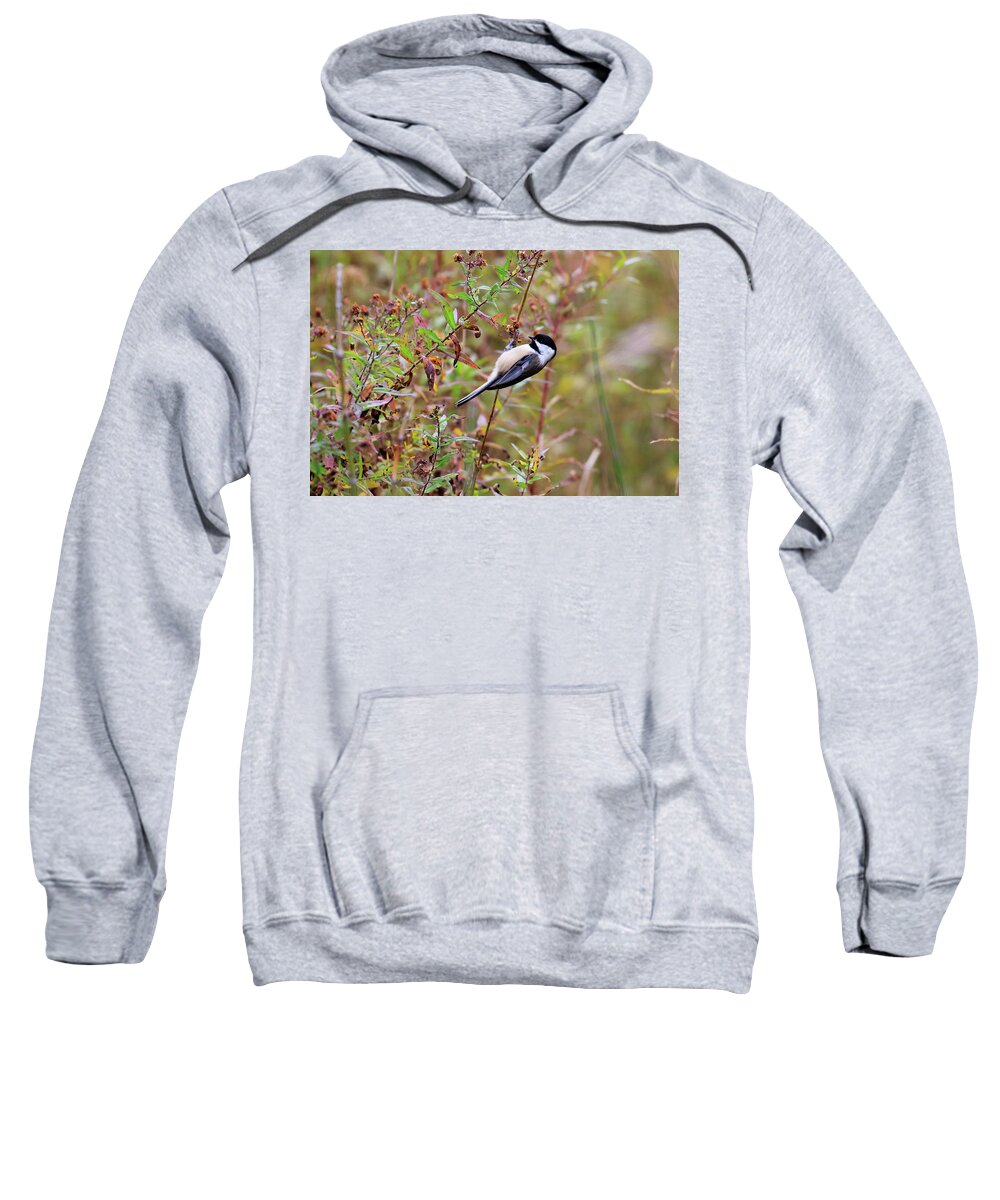 Chickadee Sweatshirt featuring the photograph Black-capped Chickadee #1 by Gary Hall