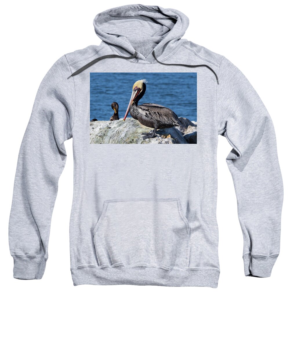 Brown Pelicans Sweatshirt featuring the photograph Brown Pelican on Tomales Bay #2 by Kathleen Bishop