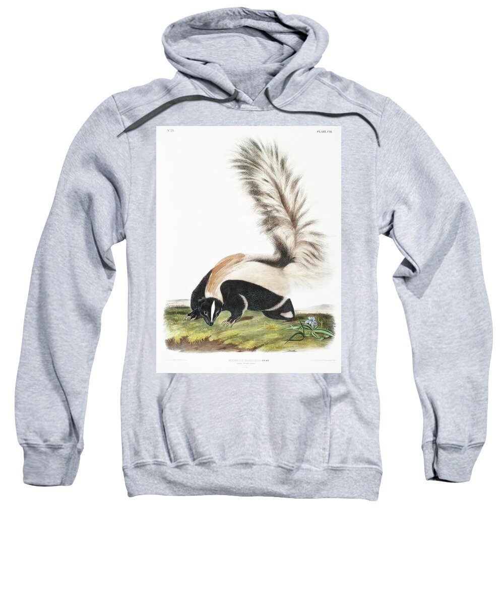 American Sweatshirt featuring the mixed media Large-tailed Skunk . John Woodhouse Audubon Illustration by World Art Collective