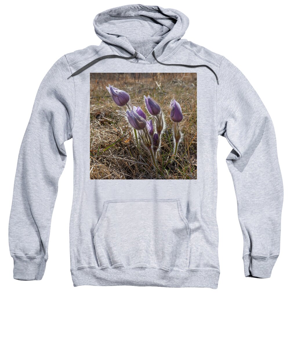 Crocus Sweatshirt featuring the photograph Spring Prairie Crocus by Karen Rispin