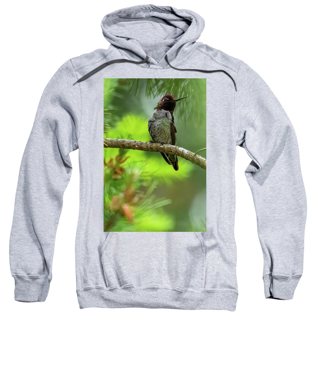 Anna's Hummingbird Sweatshirt featuring the photograph Anna's Hummingbird #13 by Timothy Anable