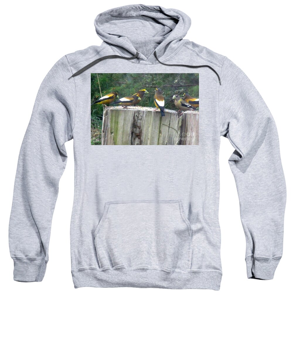 Evening Grosbeak Sweatshirt featuring the photograph The group #2 by Marie Neder