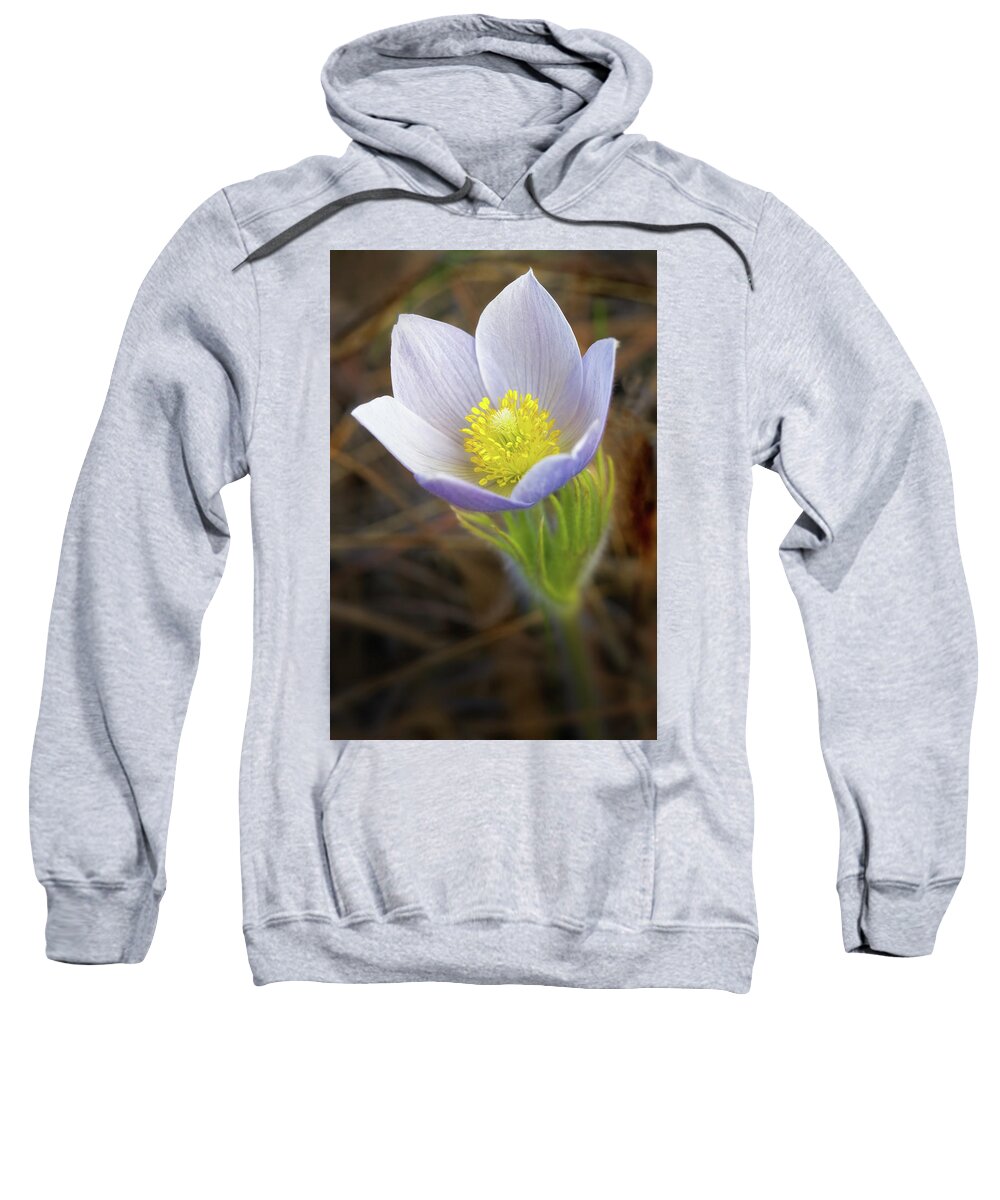 Pasque Flower Sweatshirt featuring the photograph Pasque Flower #3 by Bob Falcone