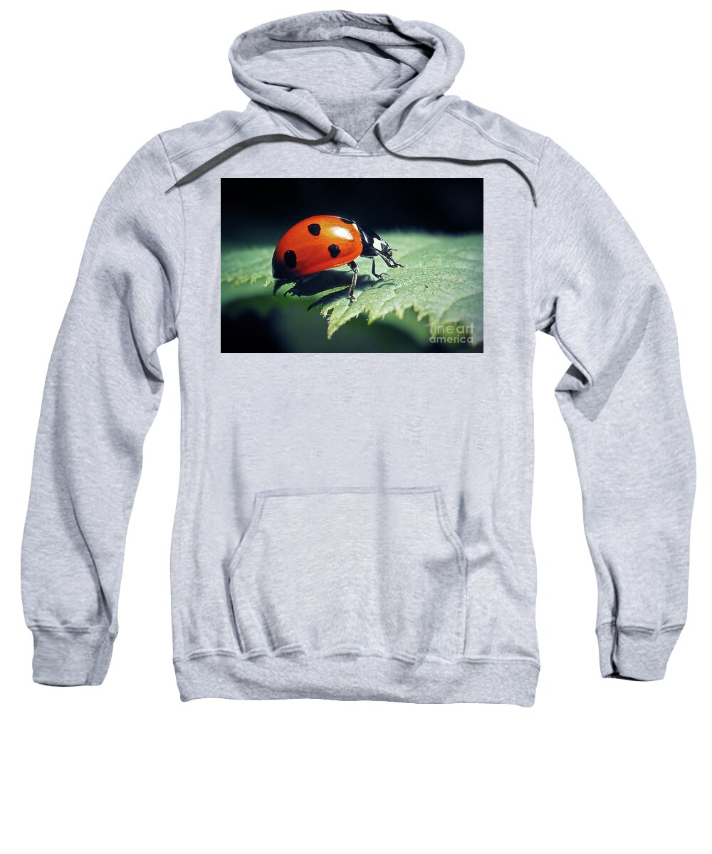 Photo Sweatshirt featuring the photograph Coccinella septempunctata Seven-Spotted Ladybug Insect #4 by Frank Ramspott