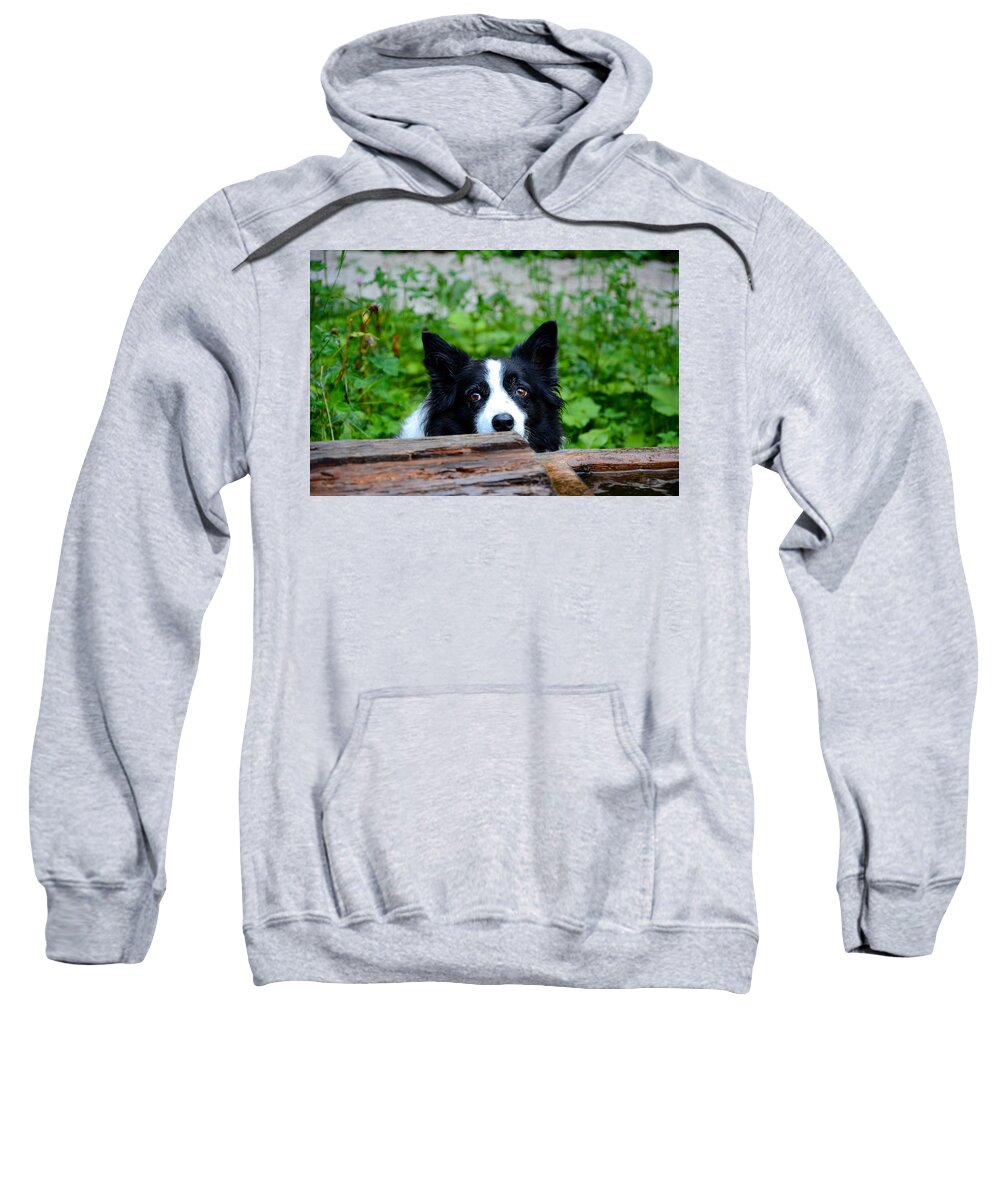 Dog Sweatshirt featuring the photograph A border collie is waiting for a task. by Bernhard Schaffer