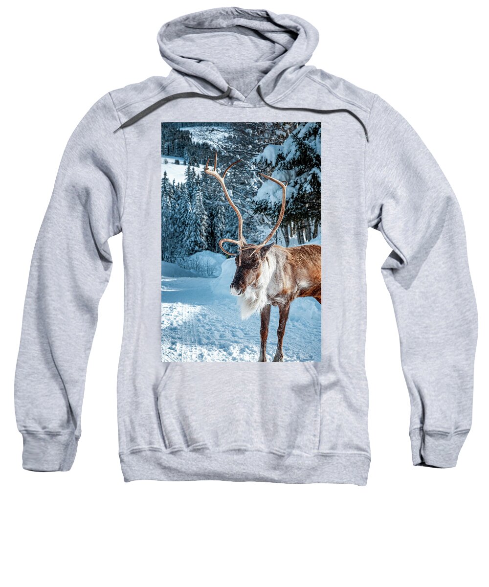 Geneva Sweatshirt featuring the photograph A reindeer walks on a snowy road by Benoit Bruchez