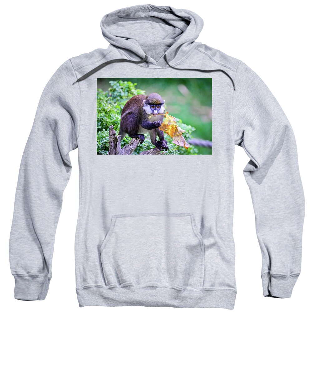 Wildlife Sweatshirt featuring the photograph Allens swamp monkey posing by Ed Stokes