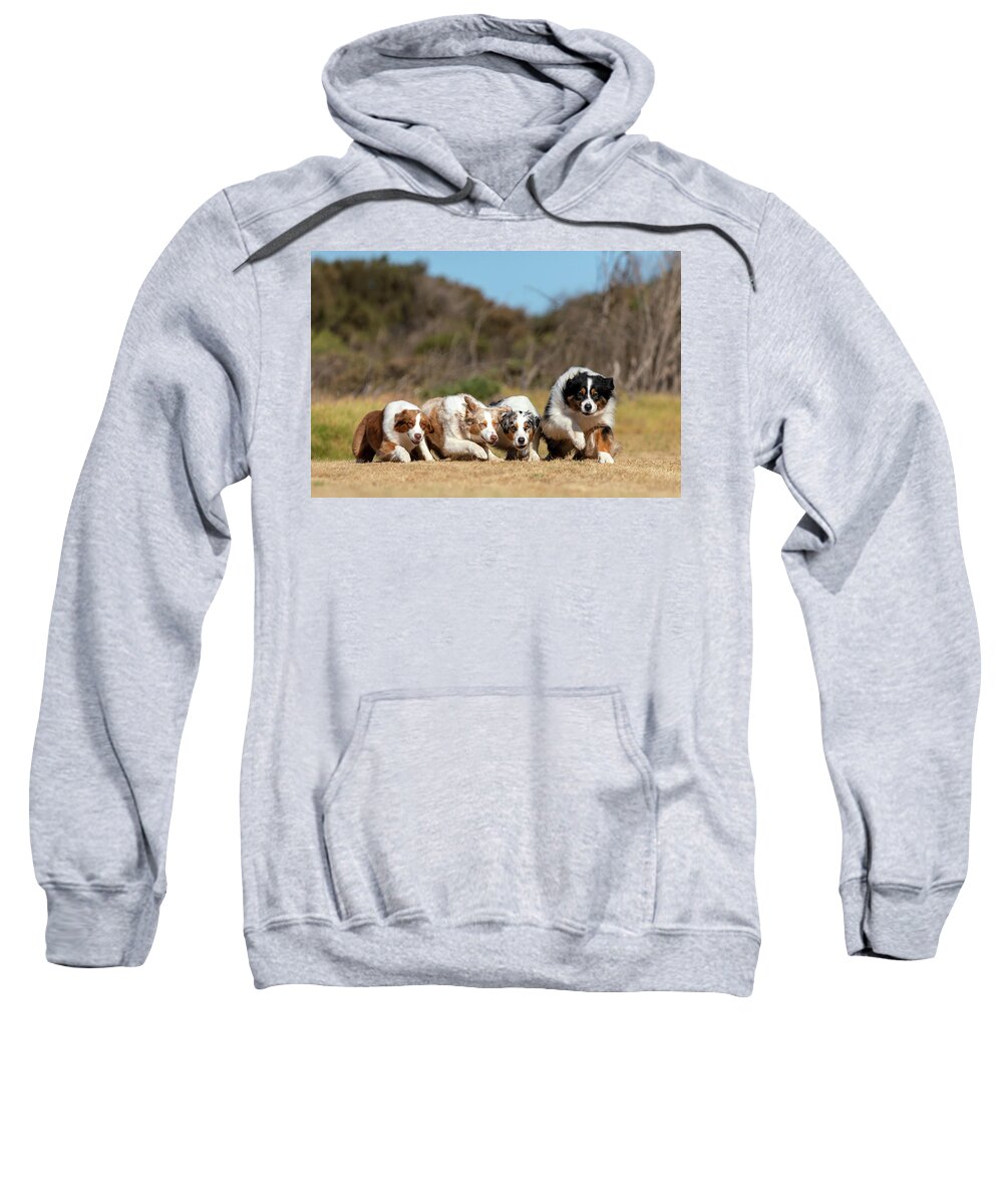 Australian Shepherd Sweatshirt featuring the photograph Australian Shepherds Take Off by Diana Andersen