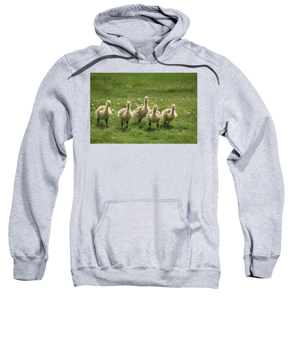 Geese Sweatshirt featuring the photograph Baby Goslings by Linda Villers