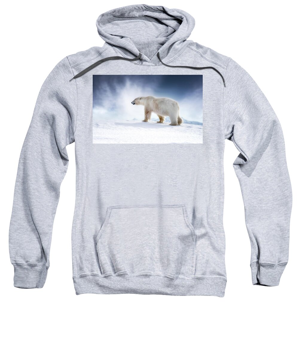 Wildlife Sweatshirt featuring the photograph Beautiful adult male polar bear, ursus maritimus, walking across the snow of Svalbard by Jane Rix