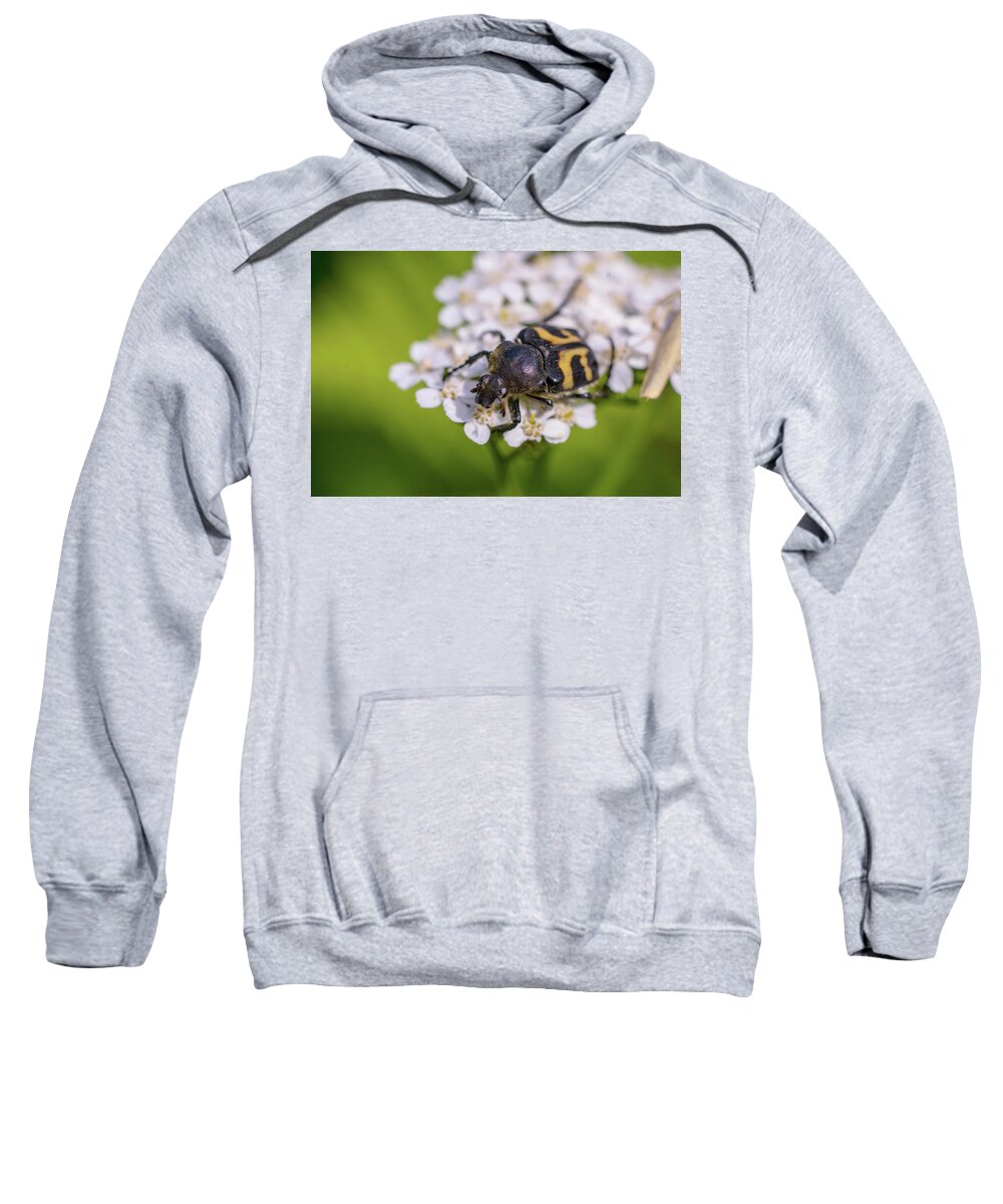 Nature Sweatshirt featuring the photograph Black-and-yellow bug enjoying flower nectar by Maria Dimitrova