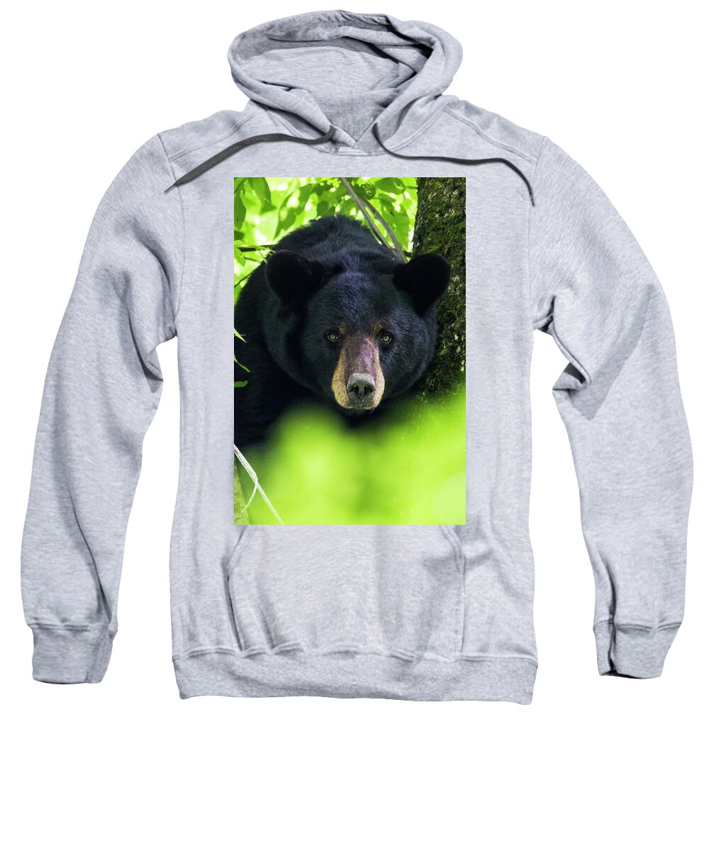Bear Sweatshirt featuring the photograph Black Bear in the Croatan National Forest Near New Bern NC by Bob Decker