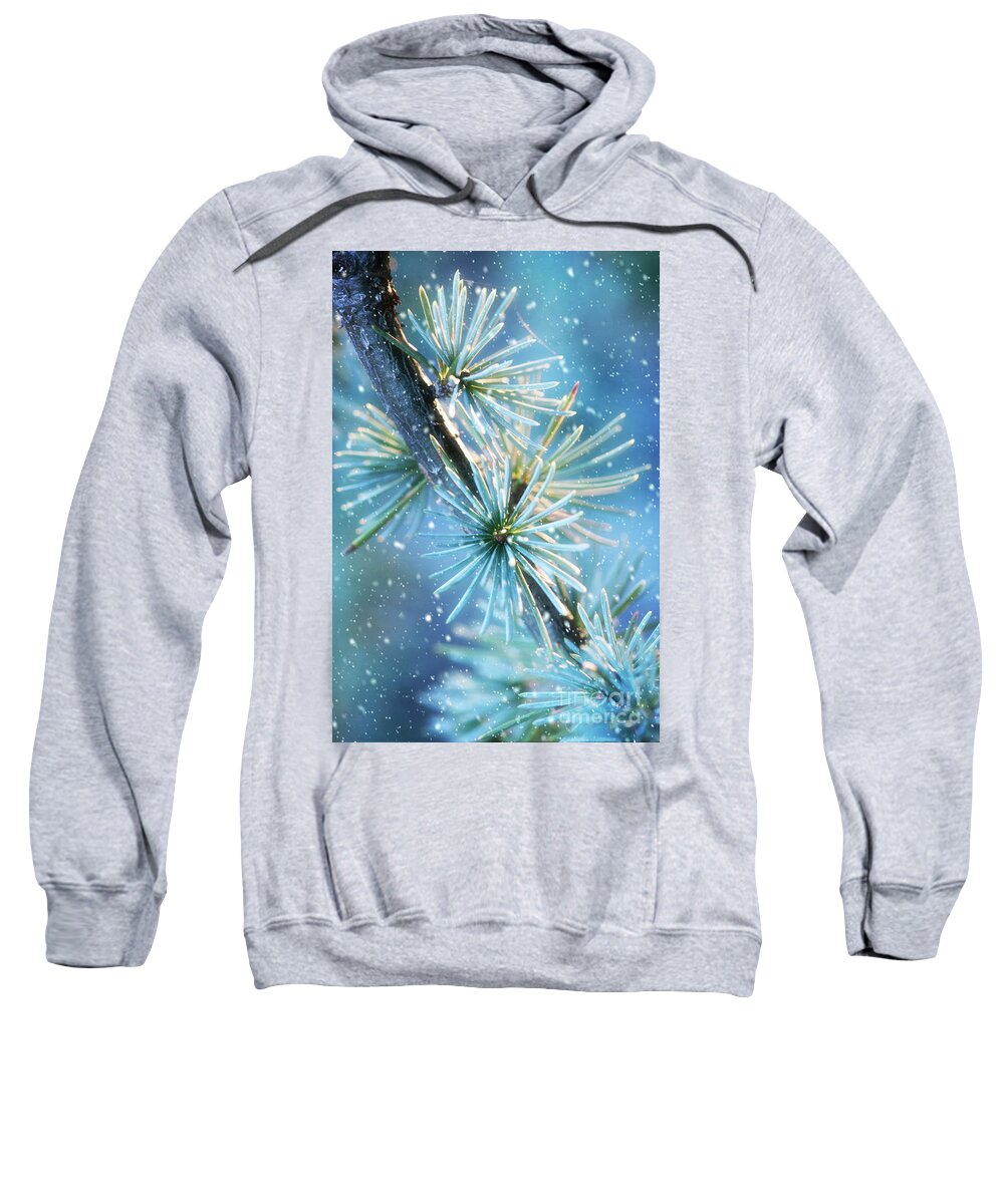 Public Gardens Sweatshirt featuring the photograph Blue Atlas Cedar Branch Dressed for Winter by Anita Pollak