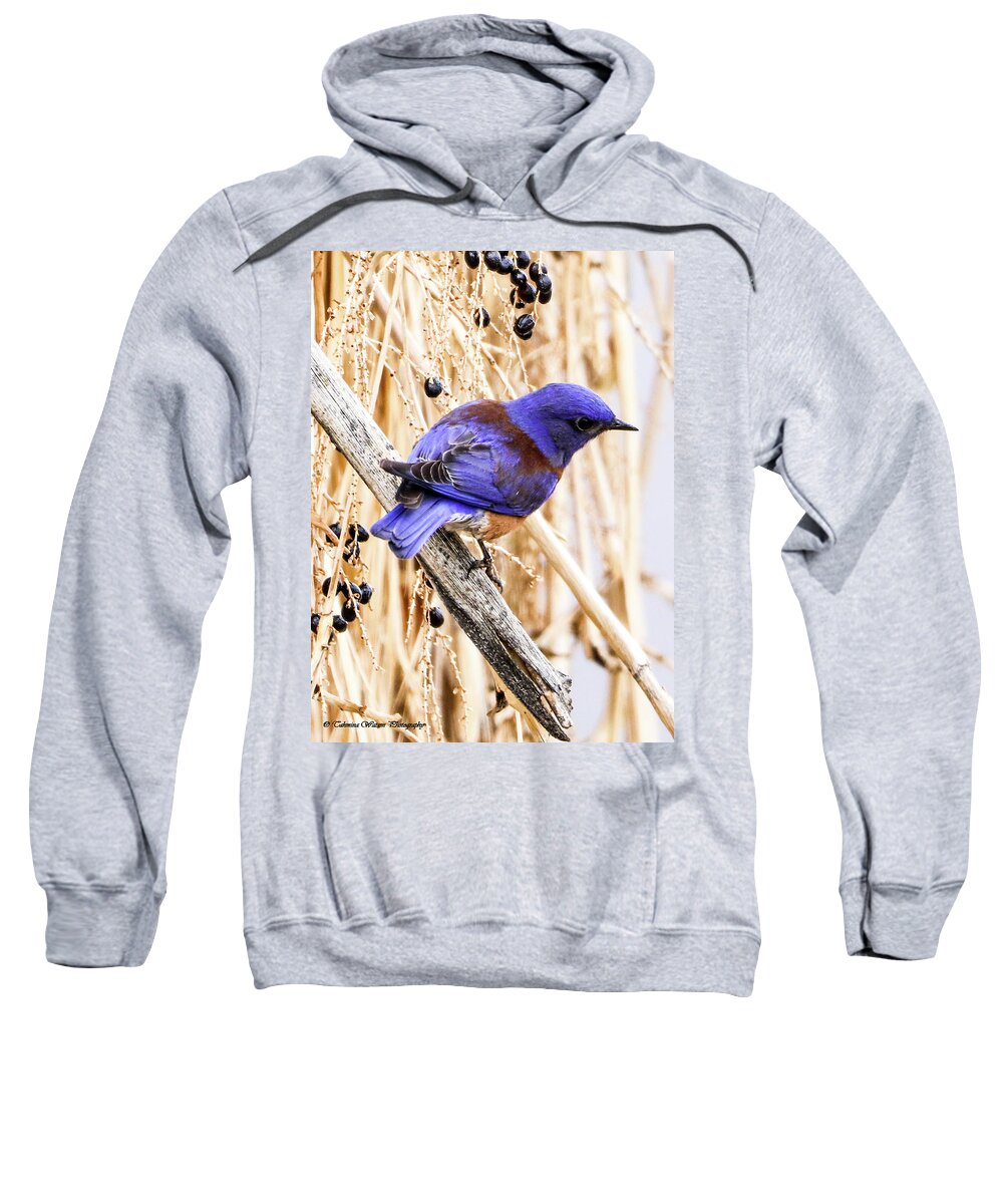 Bluebird Sweatshirt featuring the photograph Blue bird by Tahmina Watson