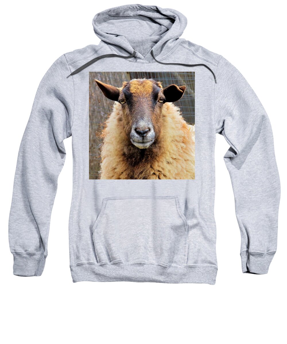 Animals Sweatshirt featuring the photograph Bored Sheep Look by Linda Stern