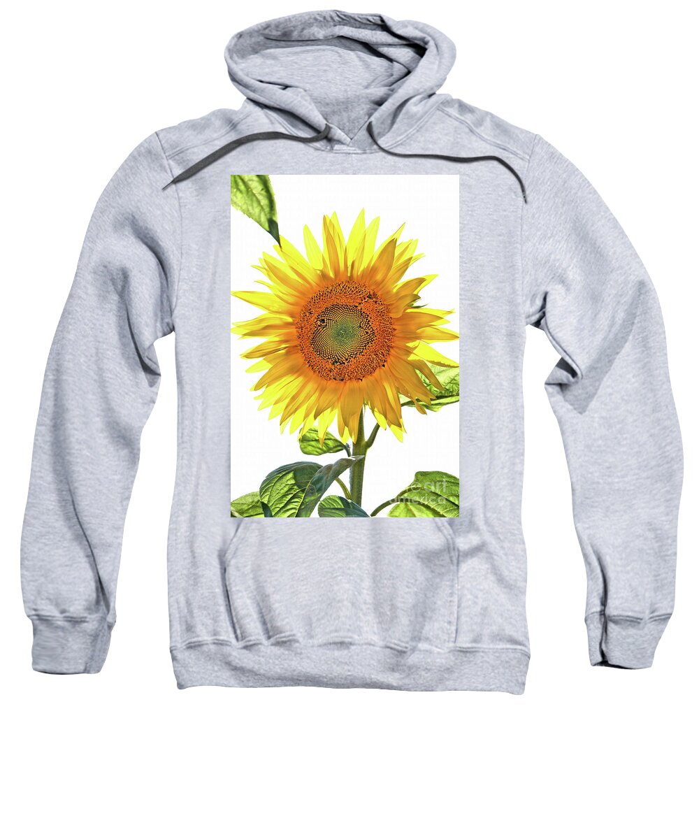 Sunflower Sweatshirt featuring the photograph Bright Yellow Sunflower by Vivian Krug Cotton
