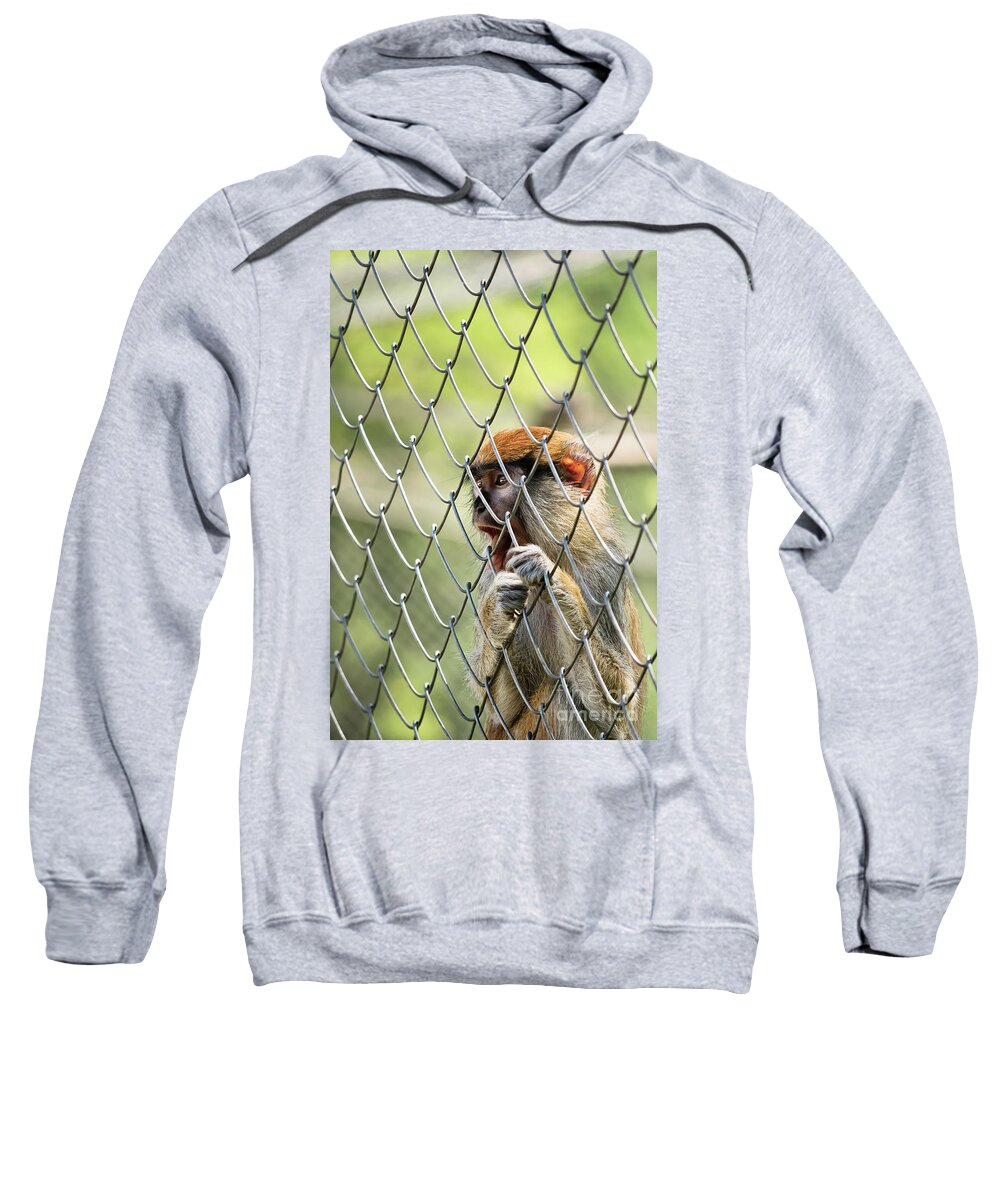 Monkey Sweatshirt featuring the photograph Caged monkey by Mendelex Photography