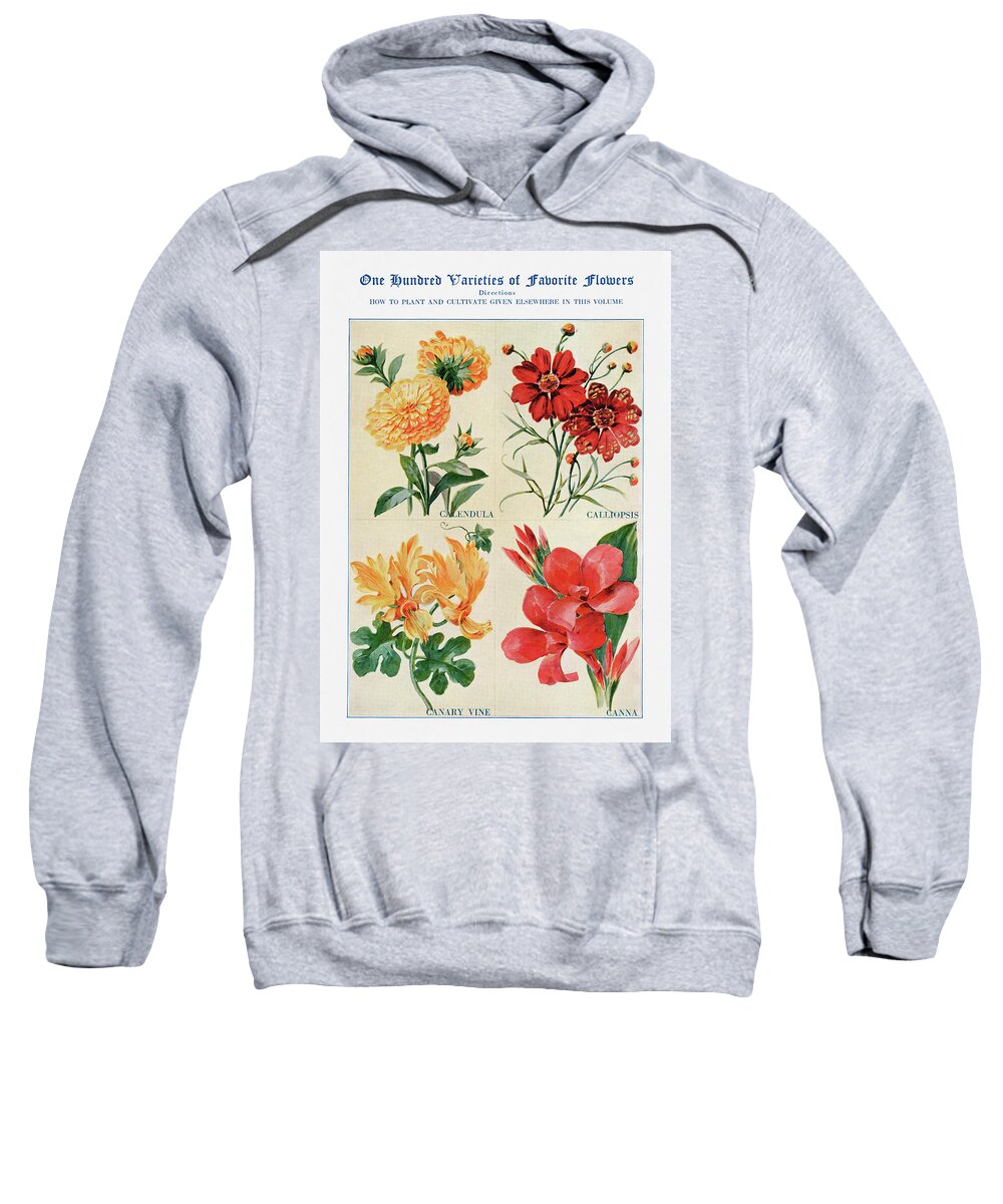 Calendula Sweatshirt featuring the digital art Calendula, Calliopsis, Canary Vine, - Vintage Flower Illustration - The Open Door to Independence by Studio Grafiikka
