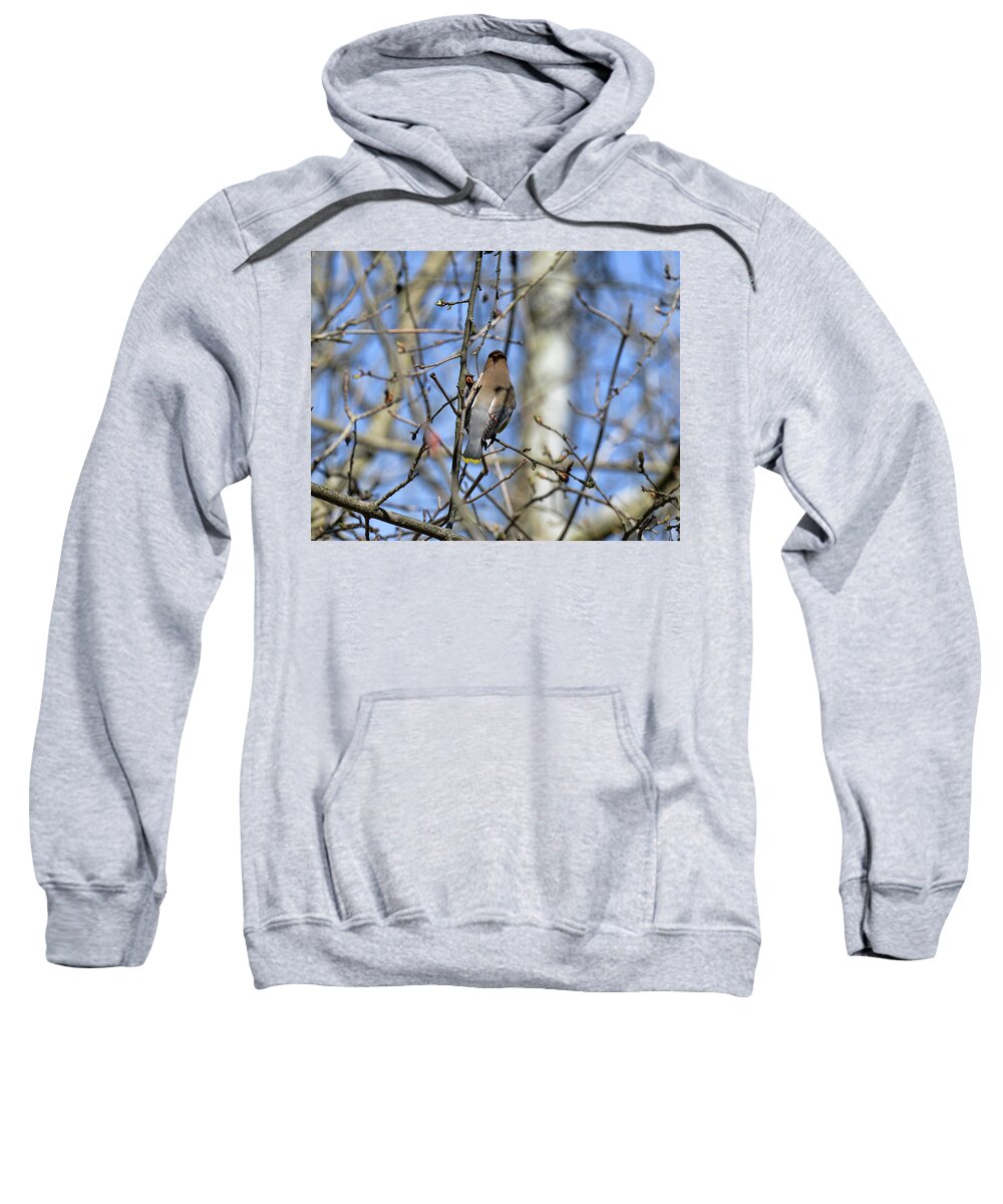  Sweatshirt featuring the photograph Cedar Waxwing 5 by David Armstrong